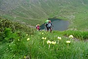 65 Pulsatilla alpina 'sulphurea' con vista sul Lago di Valbona